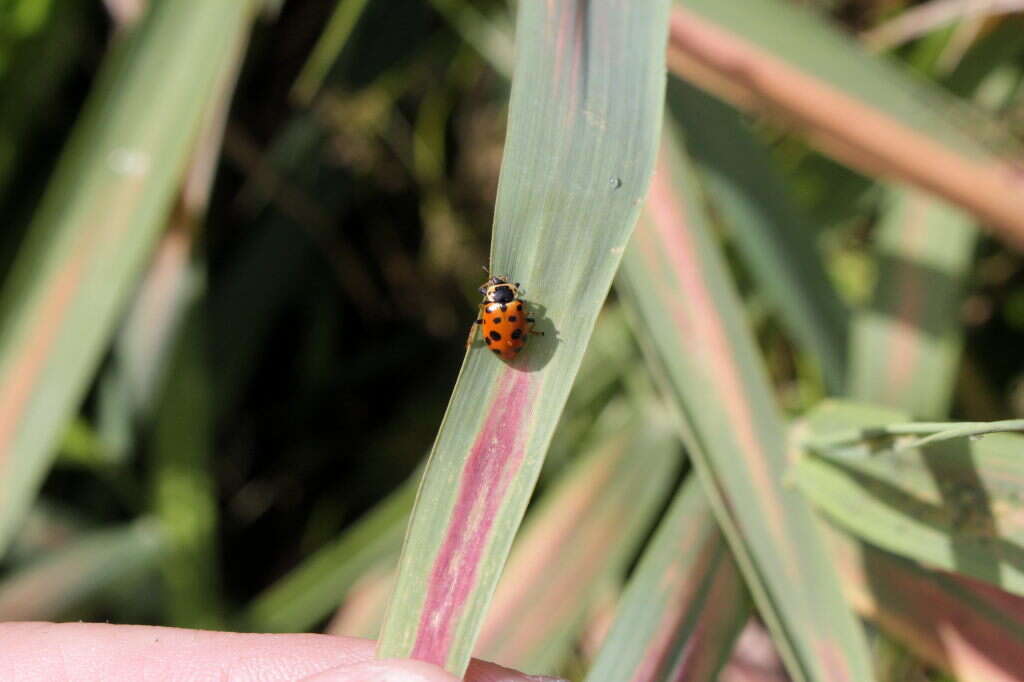 Image of 13-spot ladybird