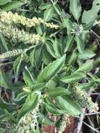 Image of Ocimum americanum var. americanum