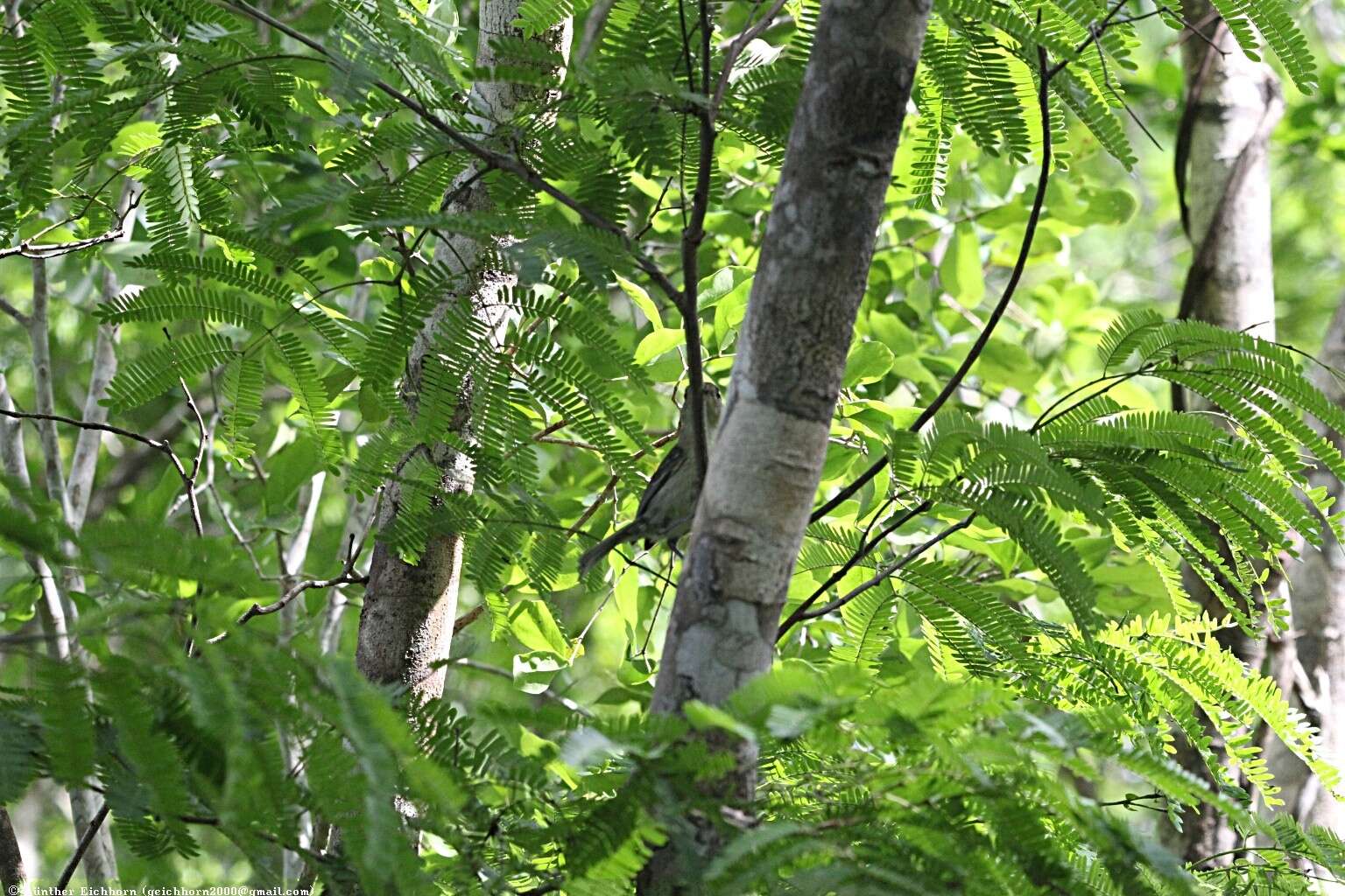 Image of Cuban Vireo