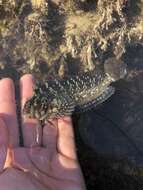 Image of Notchbrow blenny