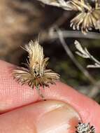 Image of Corethrogyne filaginifolia var. linifolia H. M. Hall