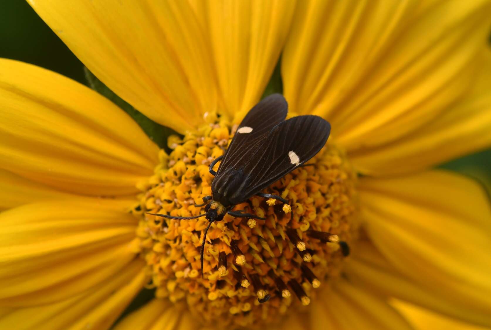 Image de Aclytia heber Cramer 1782