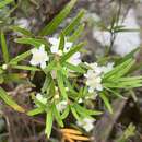Imagem de Austromyrtus tenuifolia (Sm.) Burret