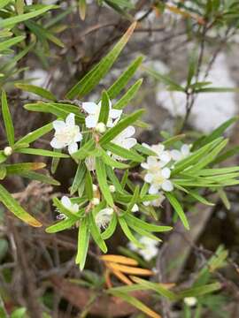 Image of Austromyrtus tenuifolia (Sm.) Burret