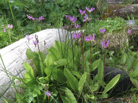 Plancia ëd Dodecatheon pulchellum subsp. pauciflorum (Dur.) Hulten