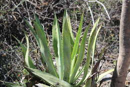 Image of Agave rhodacantha Trel.