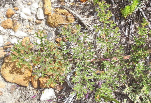 Image of Pelargonium triste (L.) L'Her.