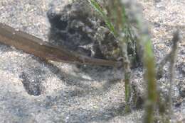 Image of Mother-of-pearl pipefish