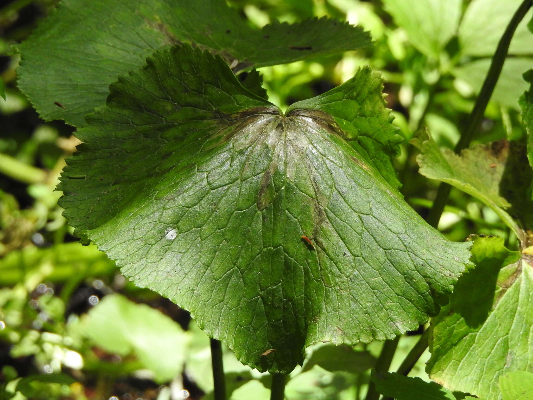 Image of Zygoneura calthella Eisman, Heller & Rulik 2016