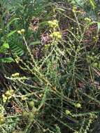 Image of littleleaf buckbrush