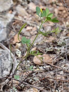 Plancia ëd Medicago medicaginoides (Retz.) E. Small