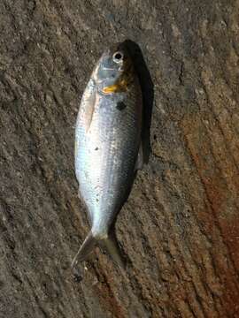 Image of Japanese gizzard shad