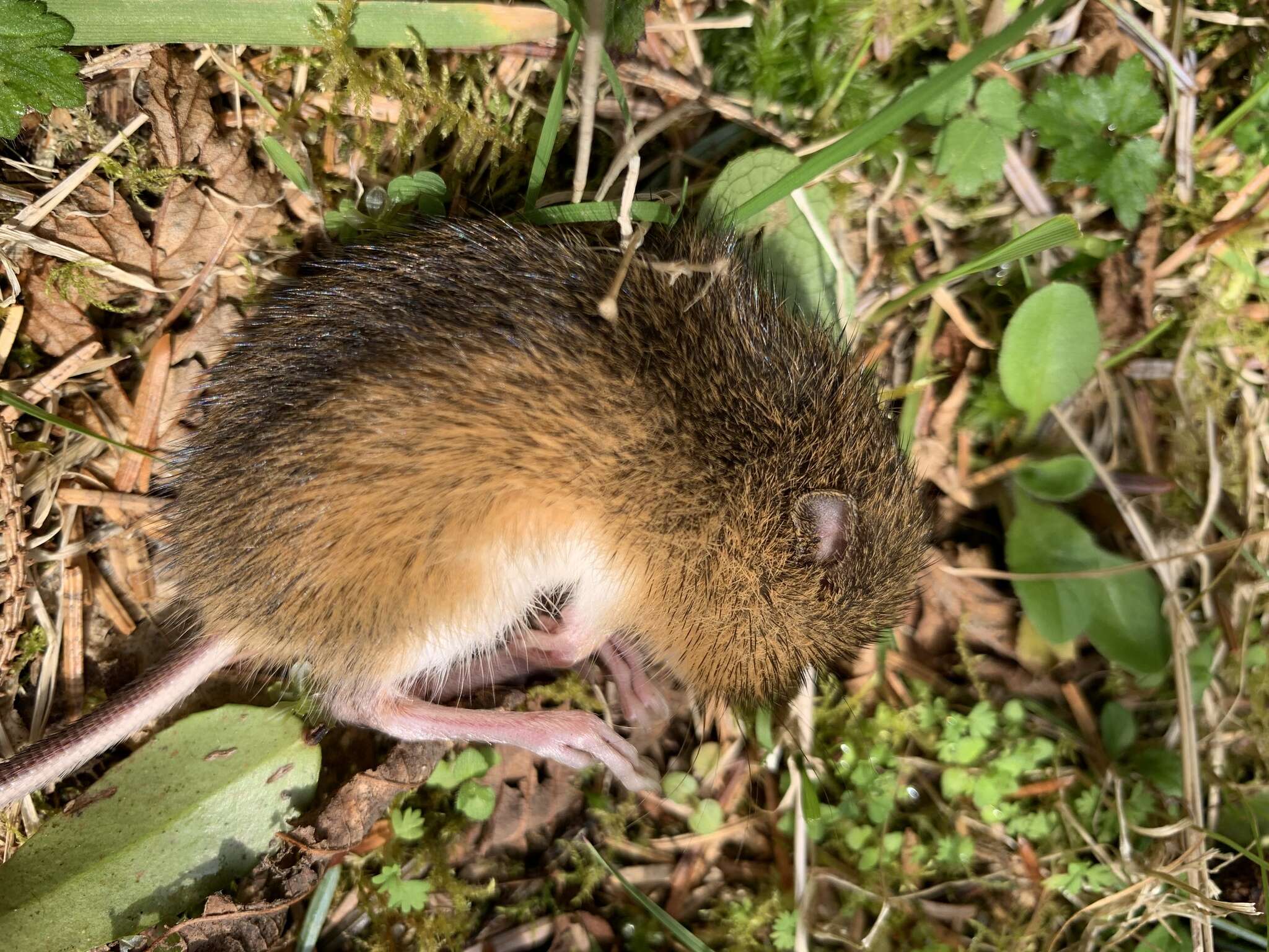 Image of Pacific Jumping Mouse