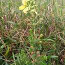 Image de Ludwigia multinervia (Hook. & Arn.) T. P. Ramamoorthy