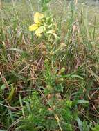 Image de Ludwigia multinervia (Hook. & Arn.) T. P. Ramamoorthy