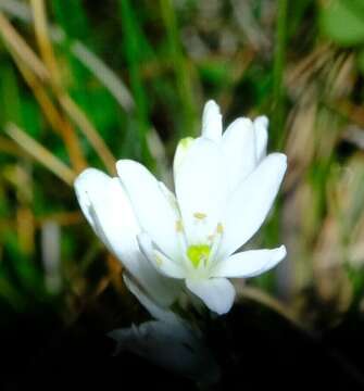 Imagem de Ornithogalum paludosum Baker