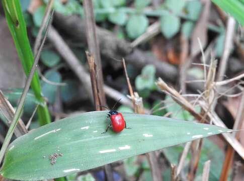 Imagem de <i>Podagricomela nigricollis</i>