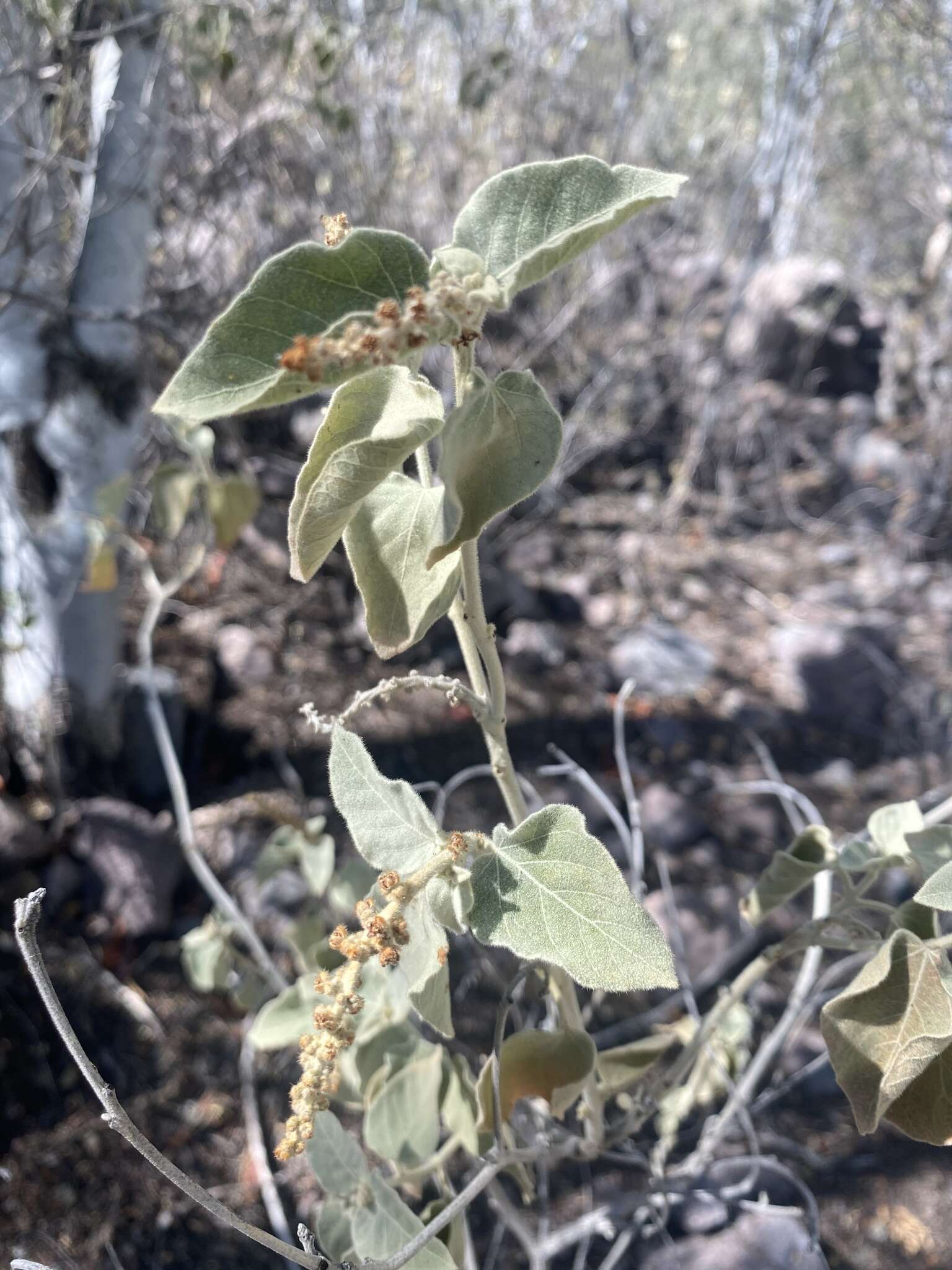 Sivun Croton magdalenae Millsp. kuva