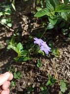 Plancia ëd Ruellia erythropus (Nees) Lindau