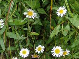 Слика од Erigeron karvinskianus DC.