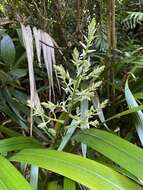 Image of Helmholtzia acorifolia F. Muell.