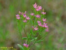 Image of Centaurium pulchellum var. altaicum (Griseb.) Kitagawa & H. Hara