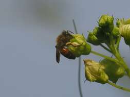 Andrena florea Fabricius 1793 resmi