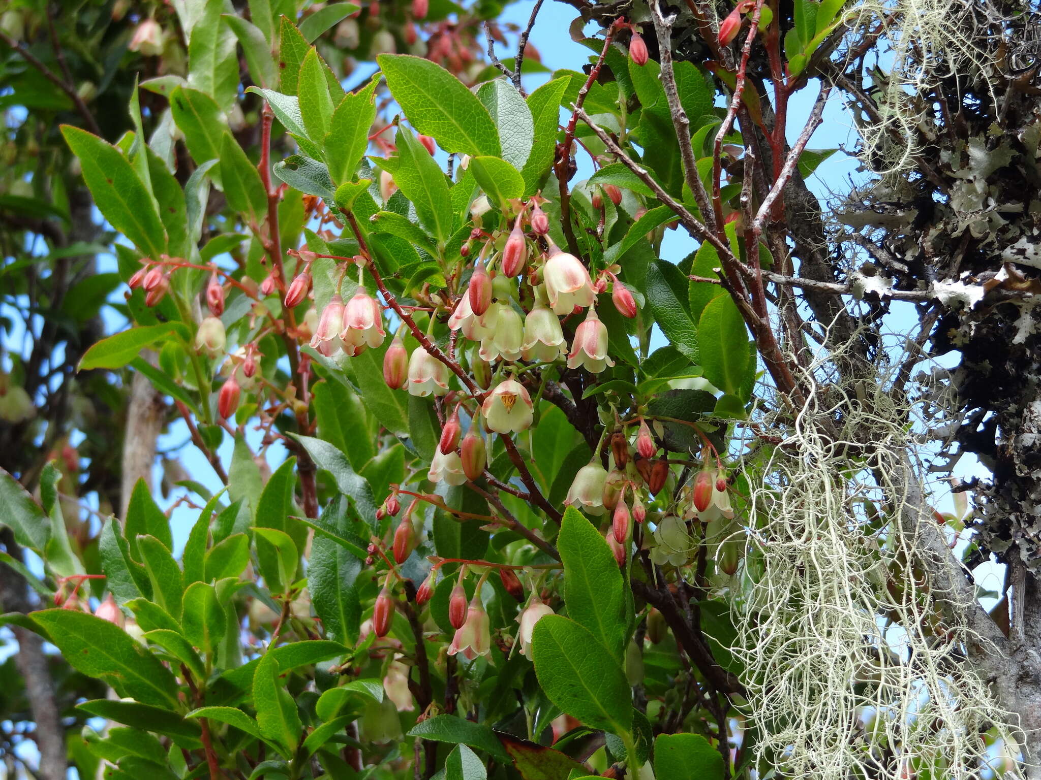 Image of Vaccinium padifolium J. E. Sm.