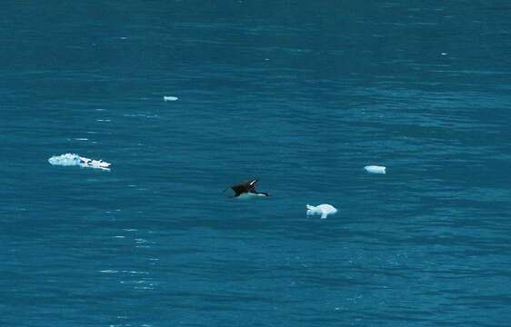 Image of South Georgia Shag