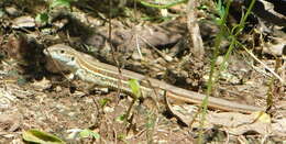 Image of Aspidoscelis costatus griseocephalus (Zweifel 1959)