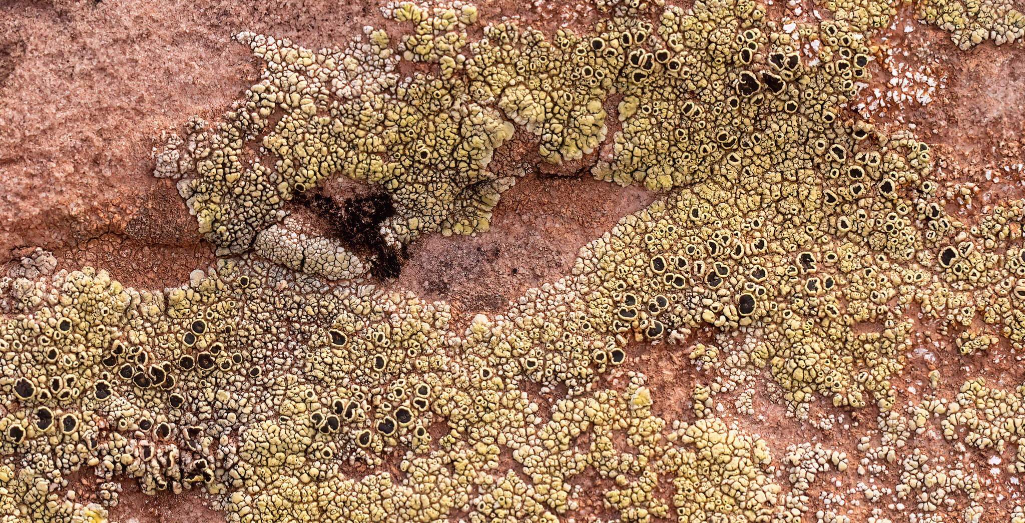 Imagem de Lecanora argopholis (Ach.) Ach.