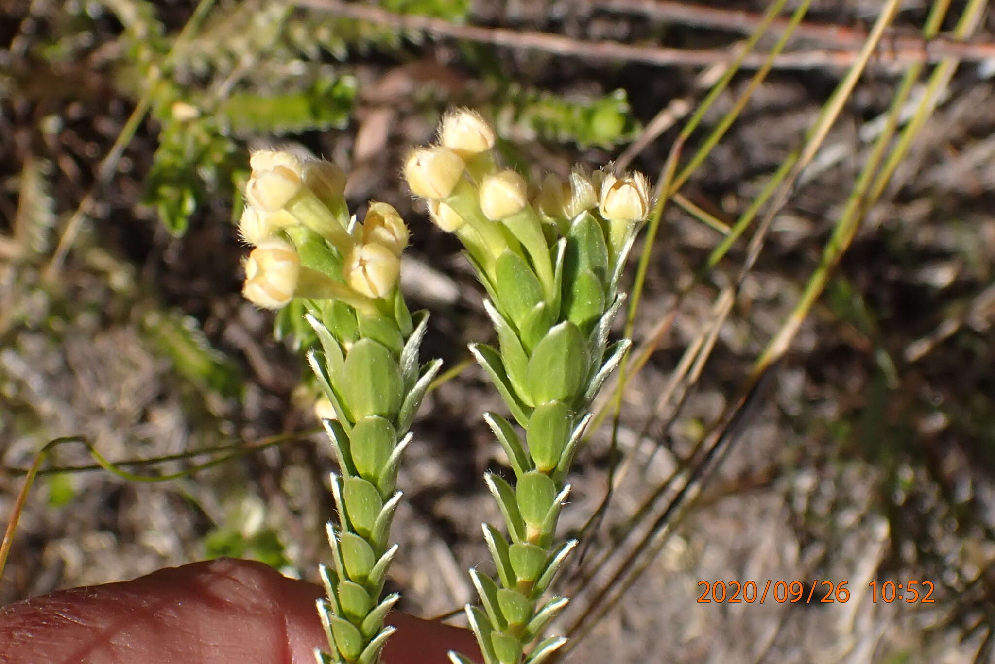 صورة Gnidia chrysophylla Meissn.