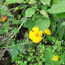 Tagetes parryi A. Gray resmi