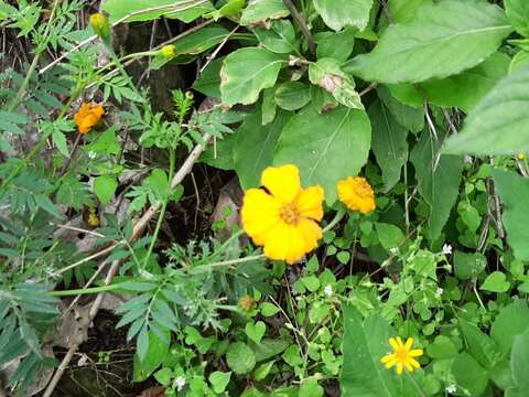 Tagetes parryi A. Gray resmi