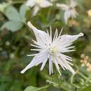 Imagem de Clematis parviloba Gardn. & Champ.