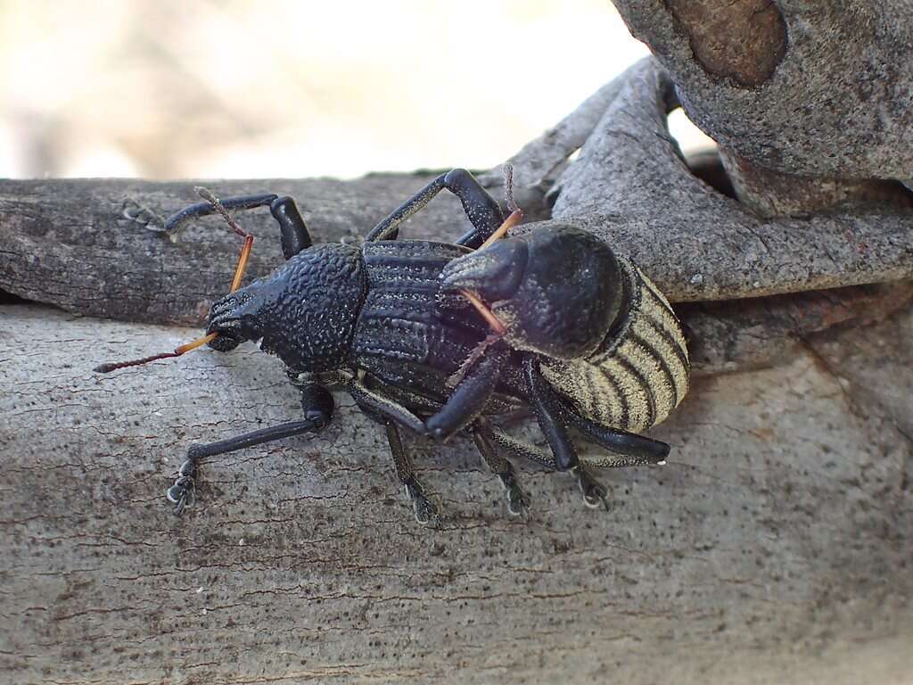 Image of Psapharus ruficornis (Blackburn 1893)