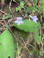 Plancia ëd Streptocarpus cyaneus subsp. nigridens Weigend & T. J. Edwards