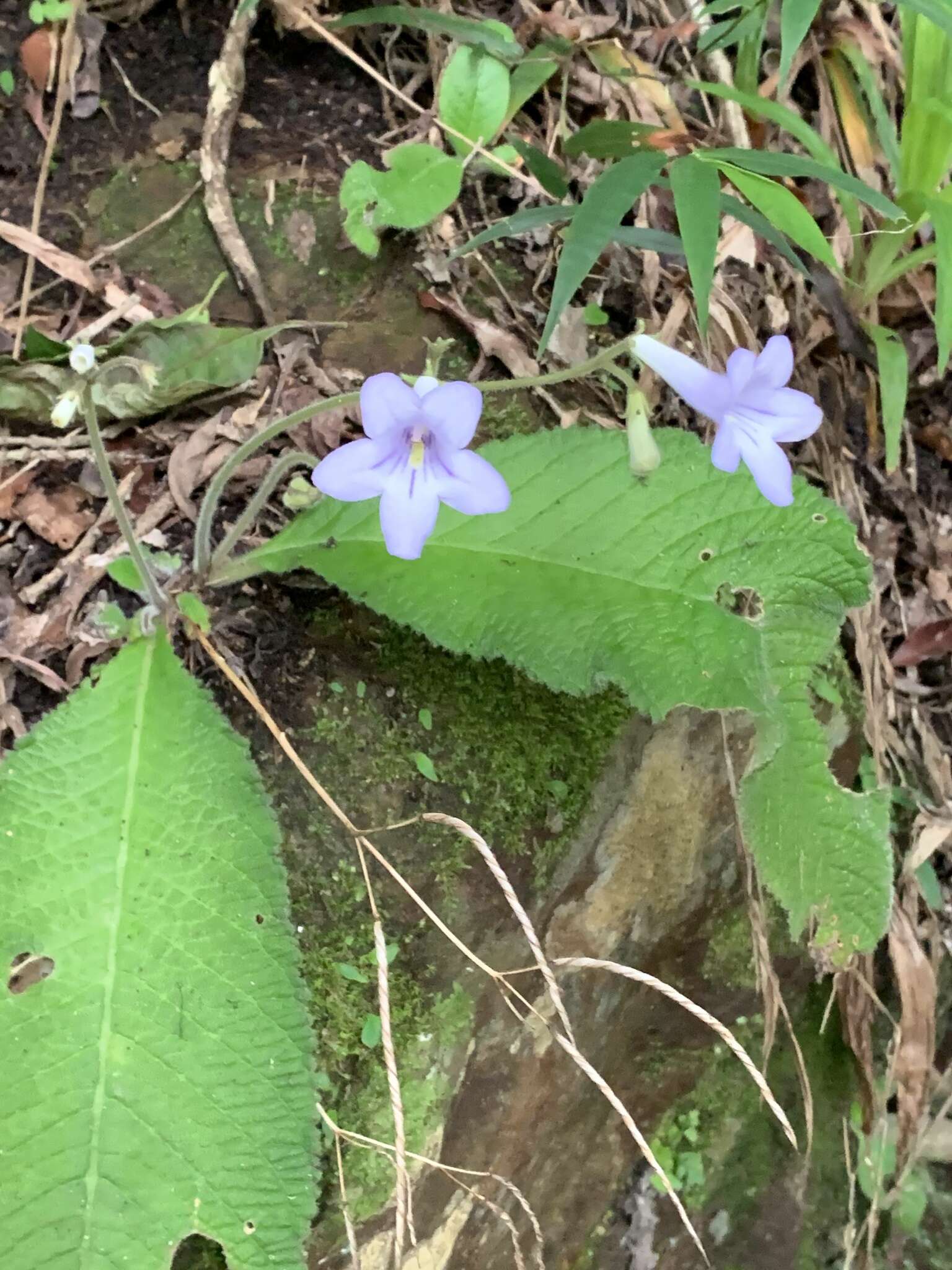 Plancia ëd Streptocarpus cyaneus subsp. nigridens Weigend & T. J. Edwards