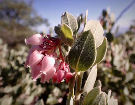 Image of hoary manzanita