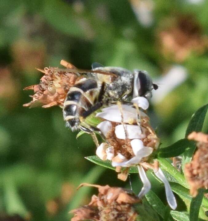 Image of Eristalis stipator Osten Sacken 1877