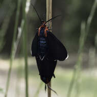 Image of Ctenucha multifaria Walker 1854