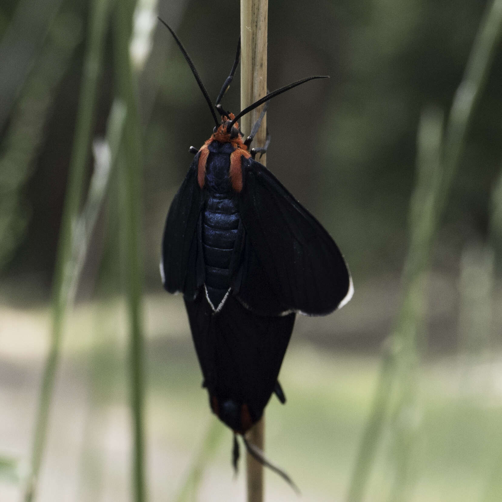 Image of Ctenucha multifaria Walker 1854