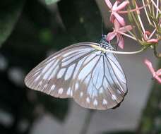 Image of Pareronia tritaea (Felder & Felder 1859)