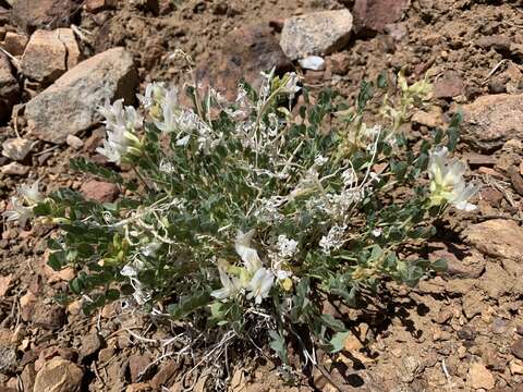 Image of Lavin's milkvetch