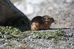 Image of Alpine Pika