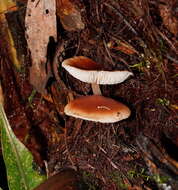 Image of Lentinellus tasmanicus R. H. Petersen 2004