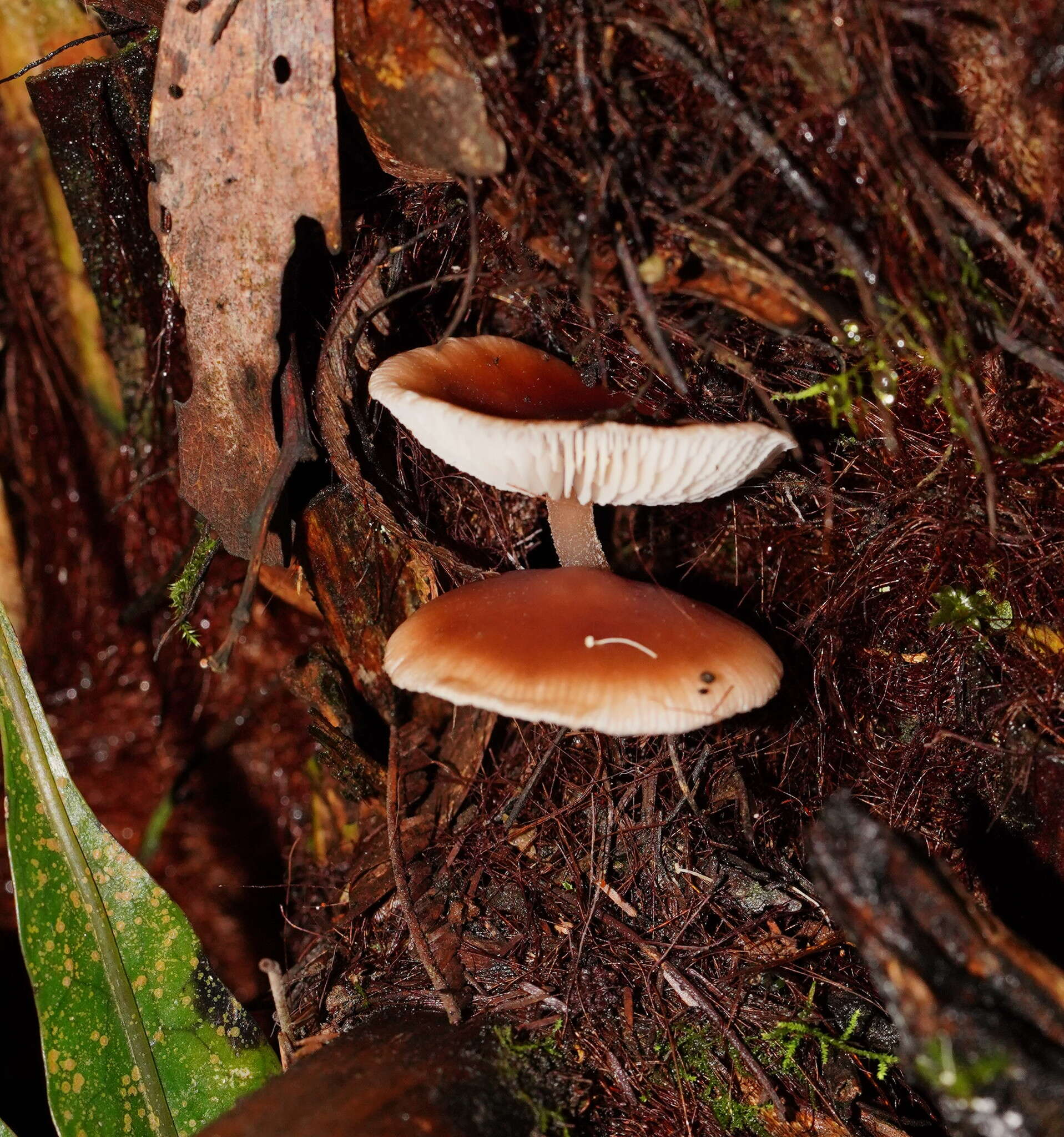 Image of Lentinellus tasmanicus R. H. Petersen 2004