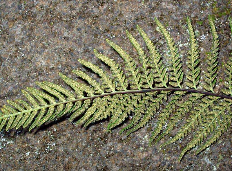 Image of leatherleaf goldback fern
