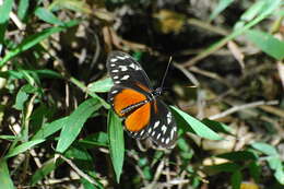 Image of Heliconius hecalesia formosus Bates 1863