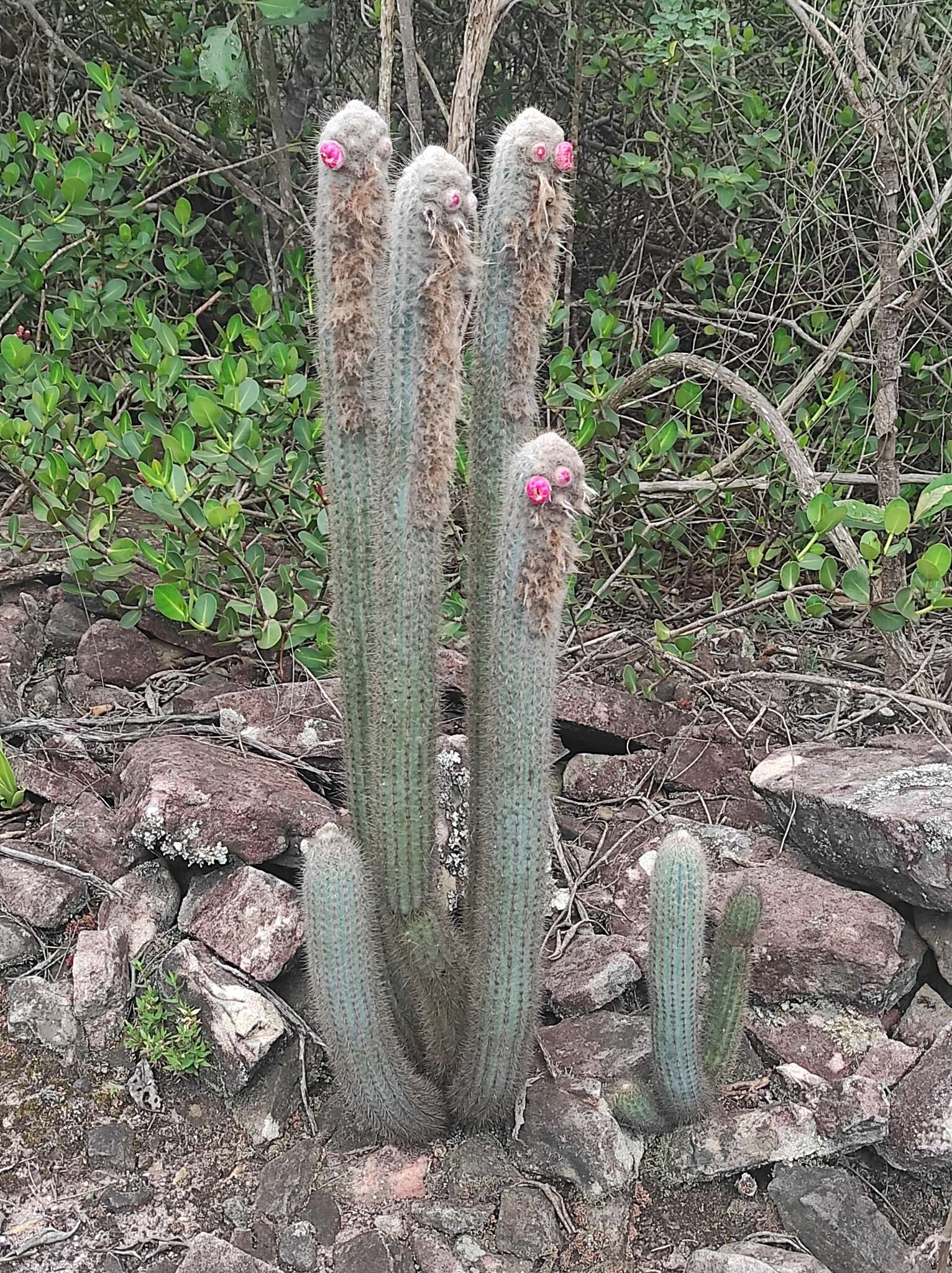 Image of Micranthocereus purpureus (Gürke) F. Ritter